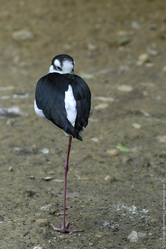 Black-necked Stiltadult, Behaviour