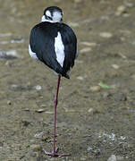 Black-necked Stilt