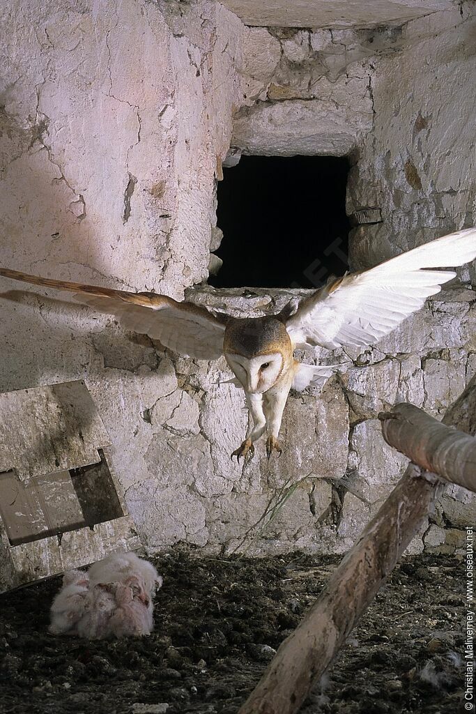 Western Barn Owl female adult breeding