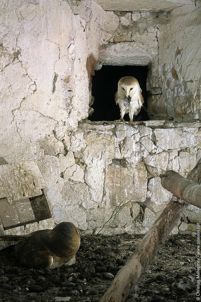 Western Barn Owl male adult breeding