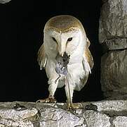 Western Barn Owl