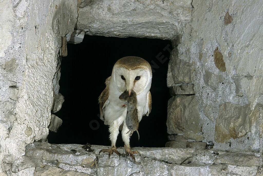 Western Barn Owl male adult breeding