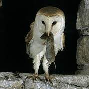 Western Barn Owl