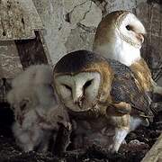 Western Barn Owl