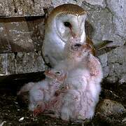 Western Barn Owl