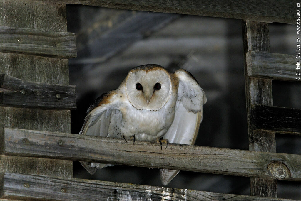 Western Barn Owladult, identification