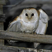 Western Barn Owl