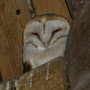 Western Barn Owl