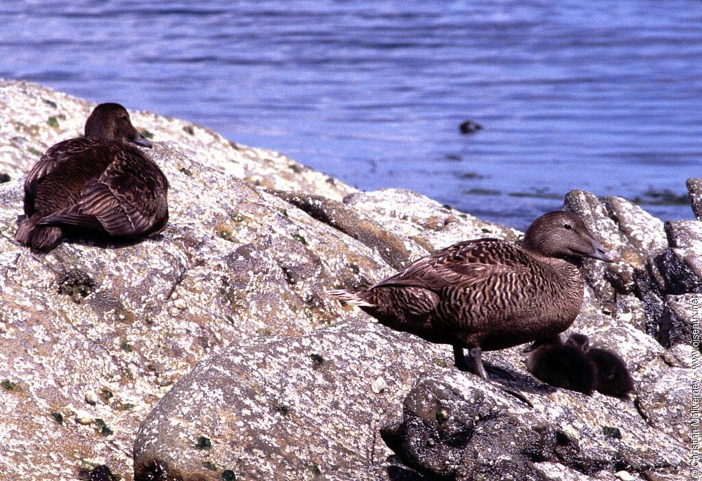 Eider à duvet femelle adulte nuptial