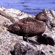 Common Eider