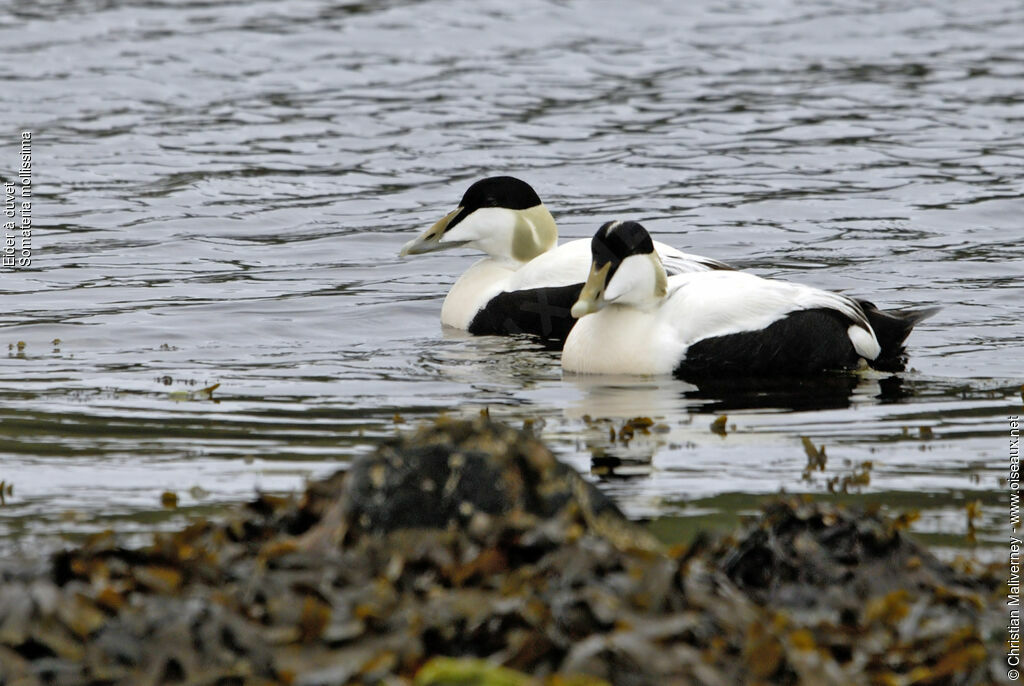 Common Eider male adult breeding, identification