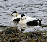 Common Eider