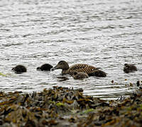 Common Eider