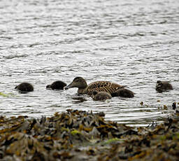 Eider à duvet