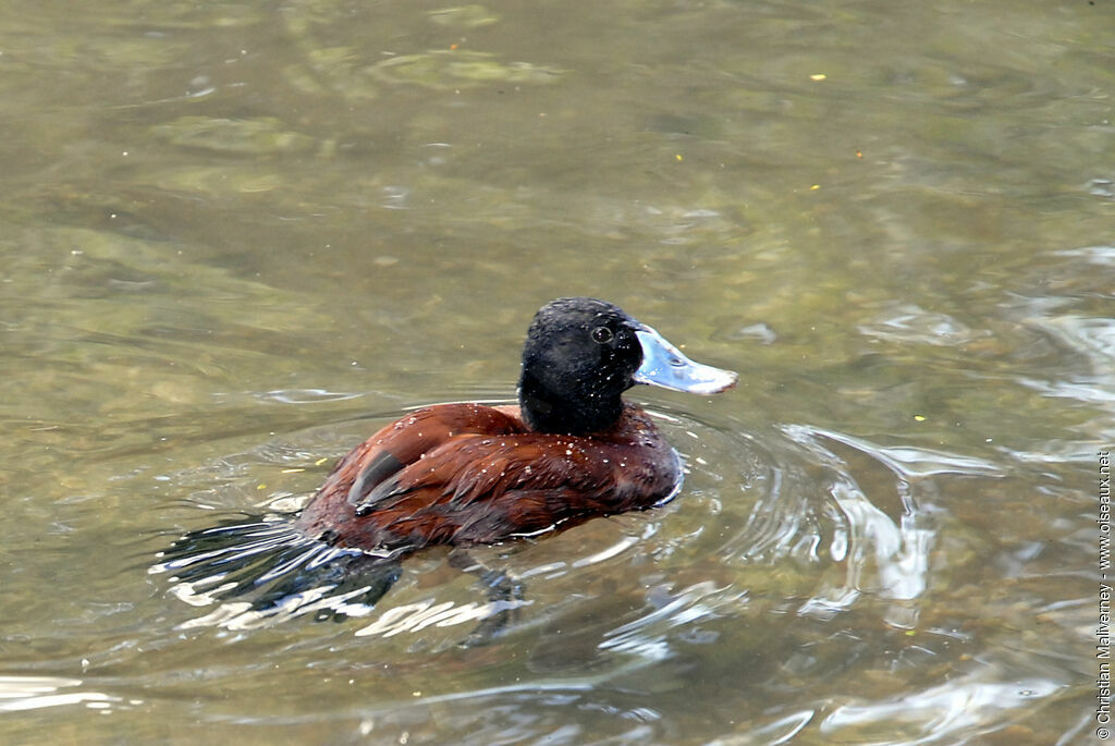 White-headed Duckimmature