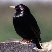 Common Starling