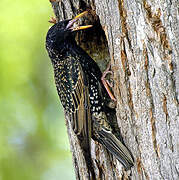 Common Starling