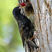 Common Starling