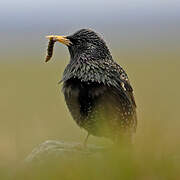 Common Starling