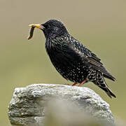 Common Starling