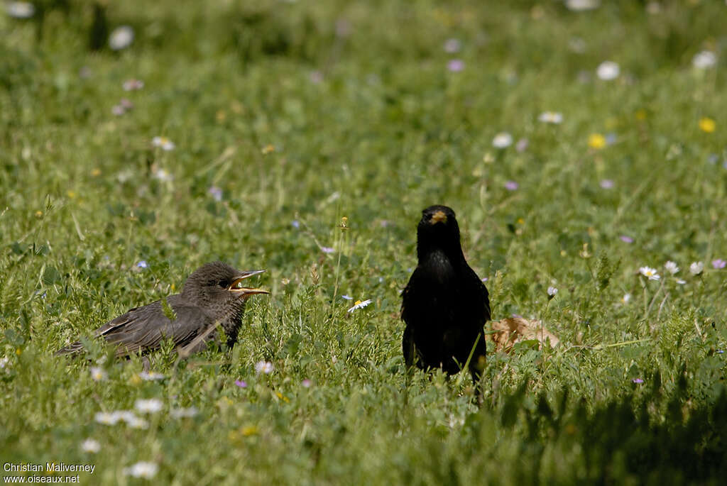 Spotless Starling female juvenile, pigmentation, Reproduction-nesting, Behaviour