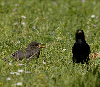 Spotless Starling