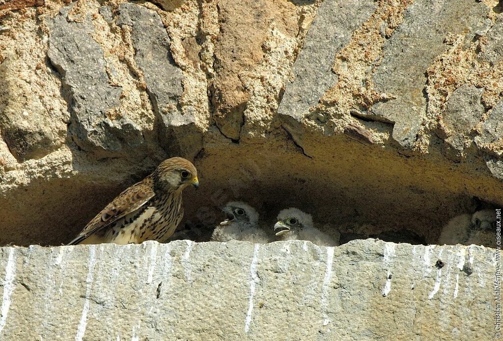 Common Kestrel female adult breeding