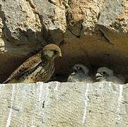 Common Kestrel