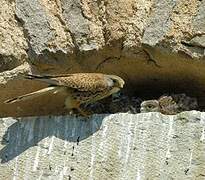 Common Kestrel