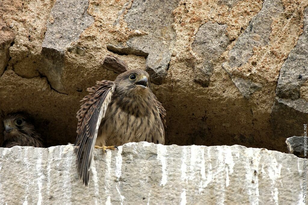 Common Kestreljuvenile