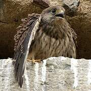 Common Kestrel