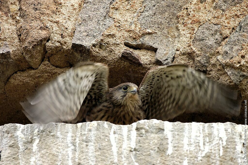 Common Kestreljuvenile