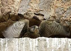 Common Kestrel