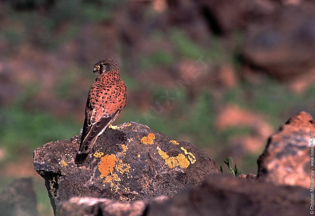 Common Kestrel female adult