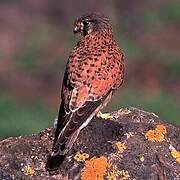 Common Kestrel