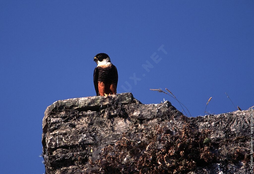 Bat Falcon male adult