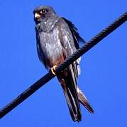 Red-footed Falcon