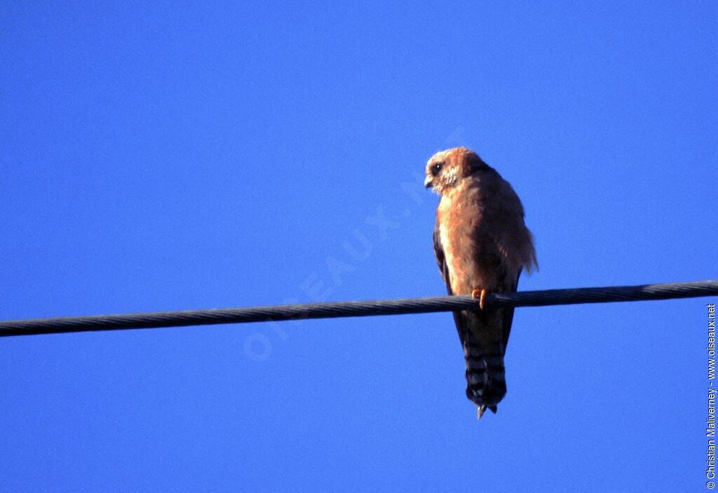 Red-footed Falcon female adult breeding