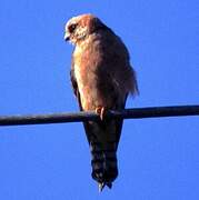 Red-footed Falcon