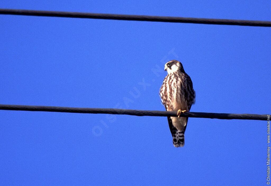 Red-footed Falconimmature