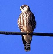 Red-footed Falcon