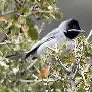 Rüppell's Warbler