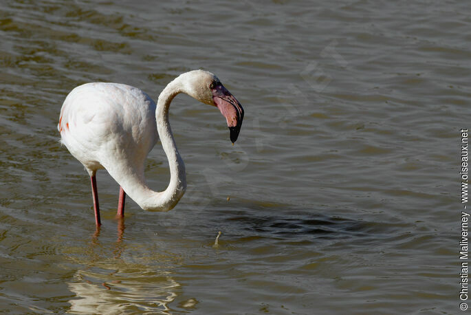 Flamant roseadulte