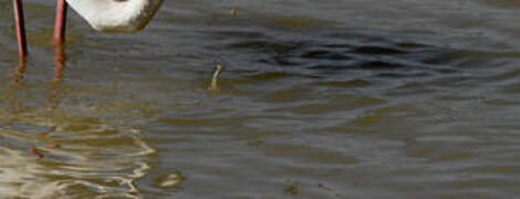 Greater Flamingo