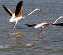 Flamant rose