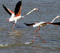 Greater Flamingo