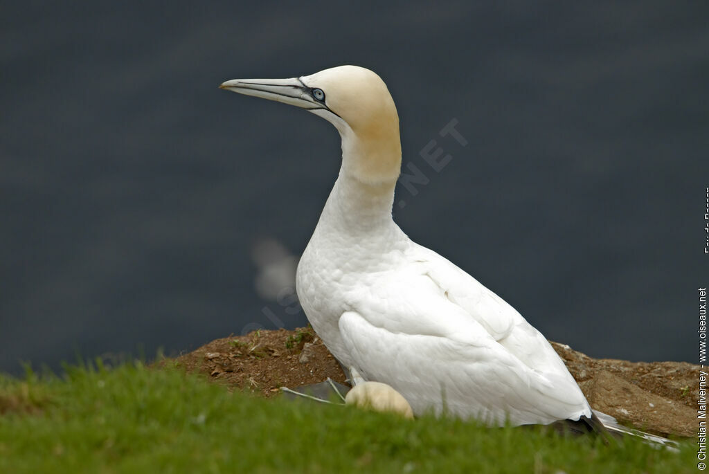 Northern Gannetadult breeding, identification, Reproduction-nesting