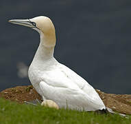 Northern Gannet