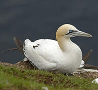 Northern Gannet