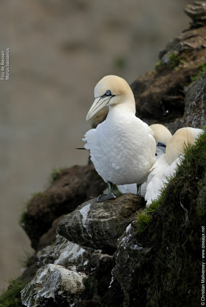 Northern Gannetadult breeding, identification